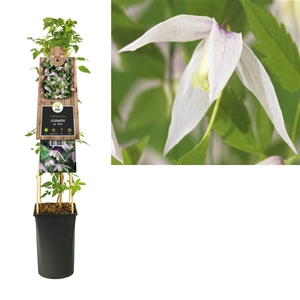 Clematis alp. 'Willy' +3.0 label