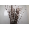 Salix Ca Snow Flake
