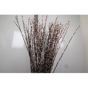 Salix Ca Snow Flake