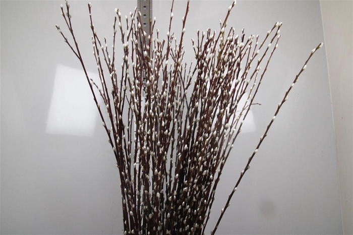 <h4>Salix Ca Snow Flake</h4>
