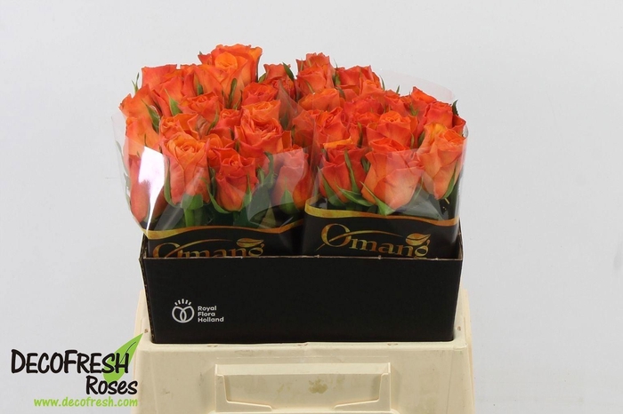 <h4>RS GR ORANGE WAVE</h4>