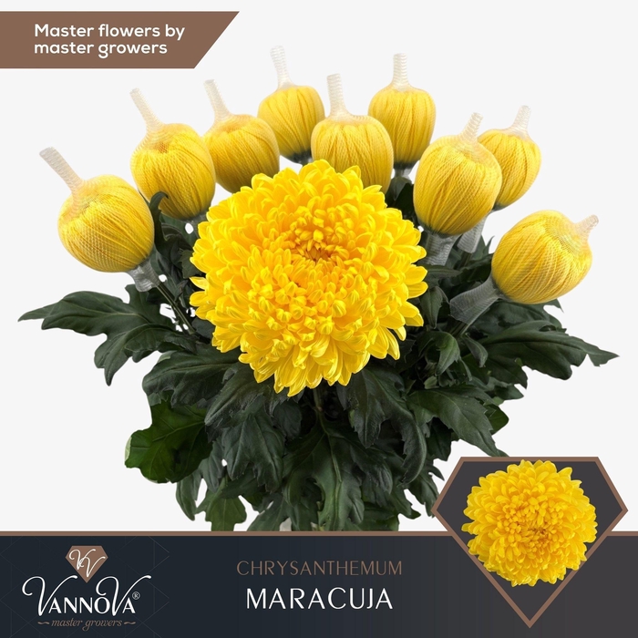 <h4>CHR G MARACUJA</h4>