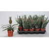 Ananas Rosita