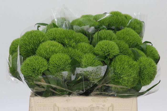 <h4>Dianthus Br Kiwi Mellow</h4>