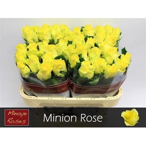 R Gr Minion Rose