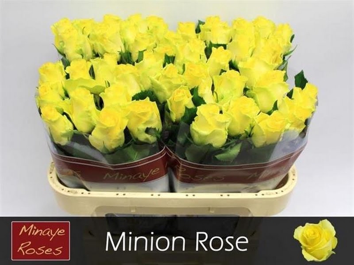 <h4>R Gr Minion Rose</h4>