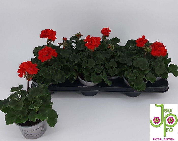 <h4>PEL ZON P TAN D RED</h4>