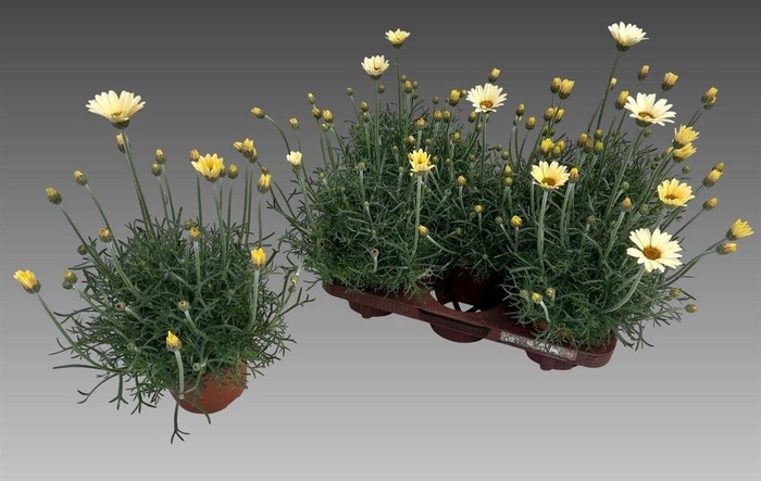 arr8 Rhodan H Zagora Yell