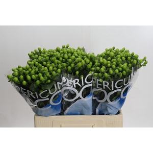 Hypericum Coco Bamboo