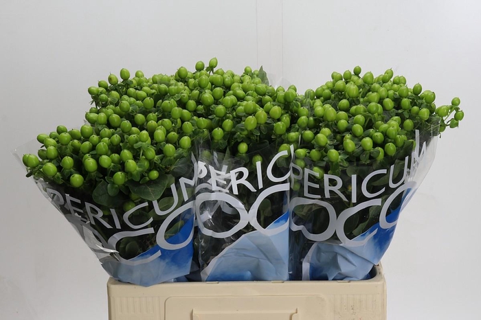 Hypericum Coco Bamboo