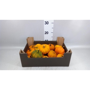 Cucurbita pepo 'Baby Boo'   ../stuk