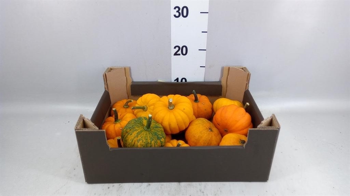 <h4>Cucurbita pepo 'Baby Boo'   ../stuk</h4>