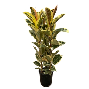 Ficus Tineke