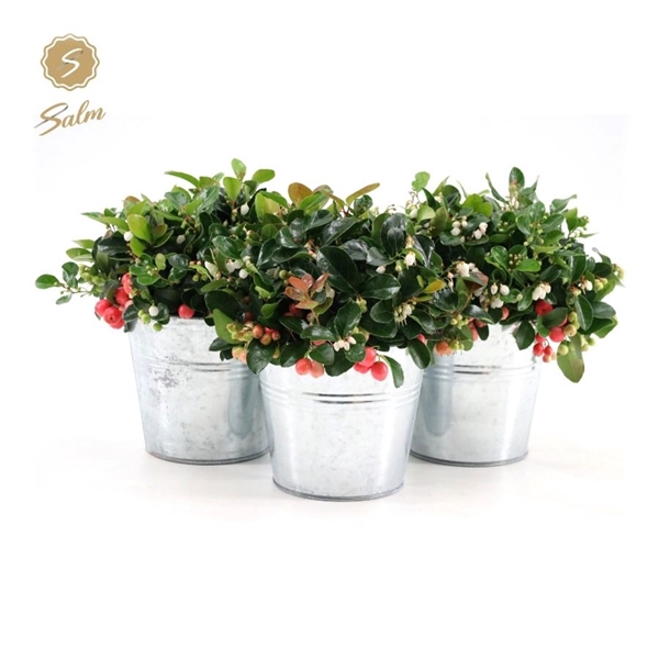 <h4>Gaultheria pr. 'Big Berry'® P15 in Zinc Old-Look</h4>