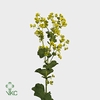 Alchemilla