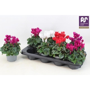 CYCL KL METIS DECORA