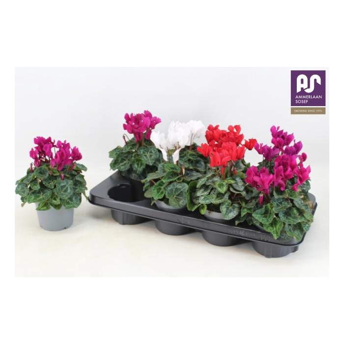 <h4>CYCL KL METIS DECORA</h4>