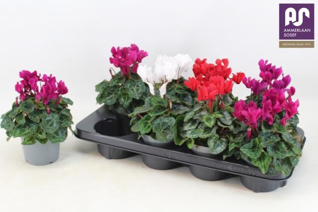 <h4>CYCL KL METIS DECORA</h4>