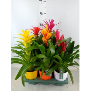 Bromelia   ...mix
