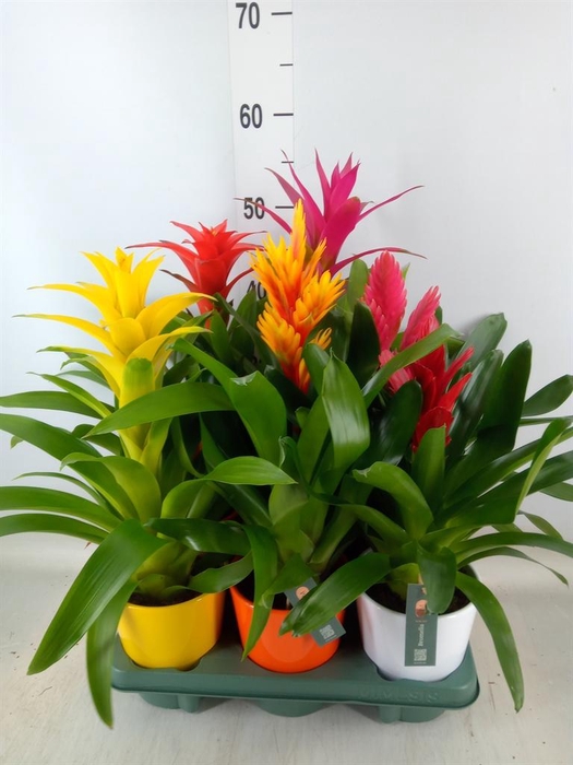<h4>Bromelia   ...mix</h4>