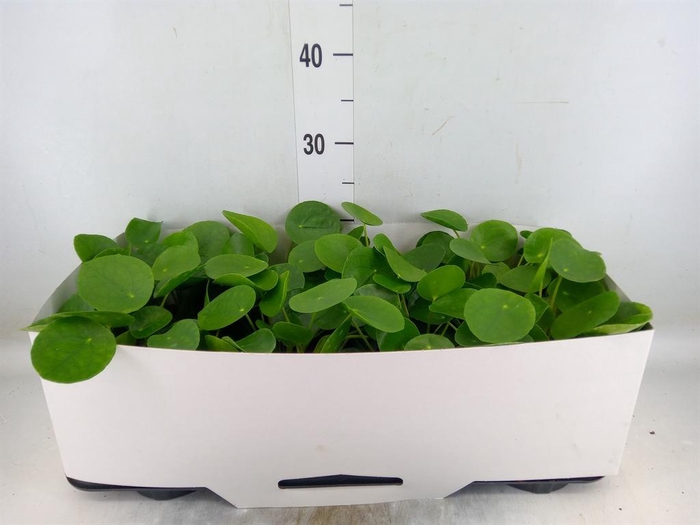 <h4>Pilea peperomioides</h4>