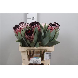 Protea African Didi