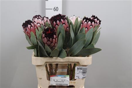 <h4>Protea African Didi</h4>