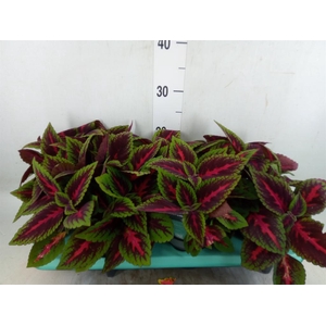 Plectranthus col. 'MSt Ruby Road'