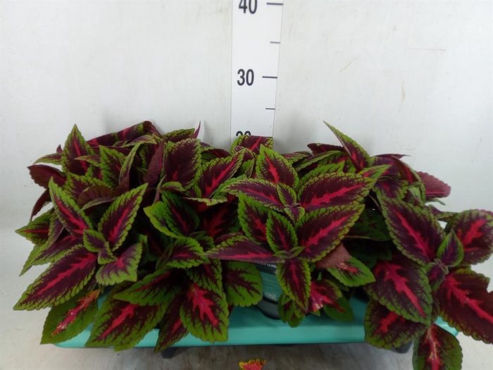 <h4>Plectranthus col. 'MSt Ruby Road'</h4>