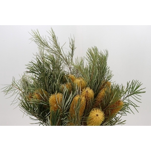Banksia Collina