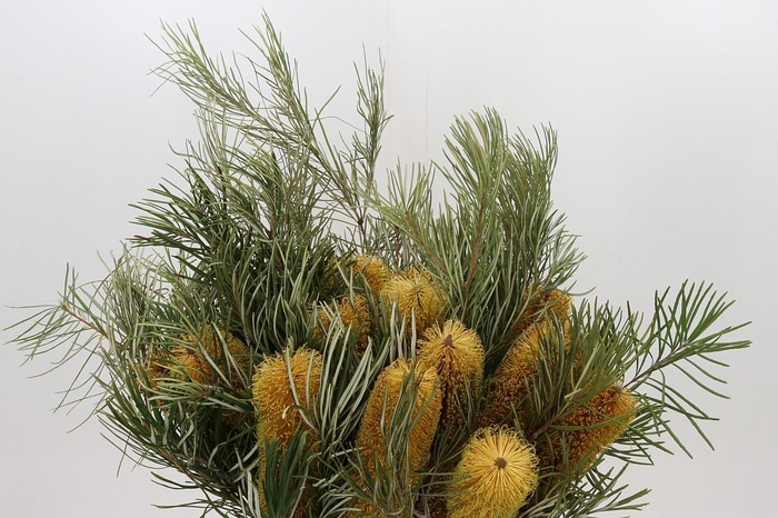<h4>Banksia Collina</h4>