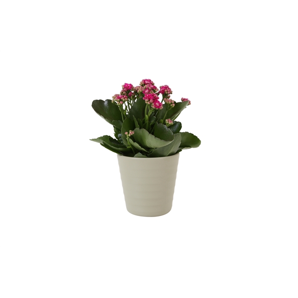 <h4>KP-809.1 GR - Kalanchoe Rosalina 12cm paars in groen keramiek</h4>