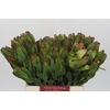 Leucadendron Laurel Yellow