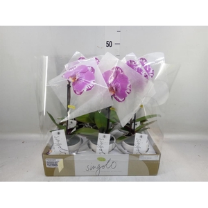 Phalaenopsis   ...