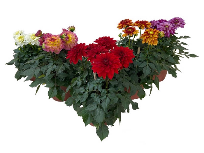 DAHLINOVA HYPNOTICA P13