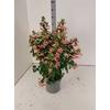 Fuchsia W Jubelteen