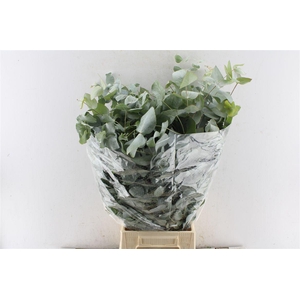 Euca Cinerea 400 Gram Extra It