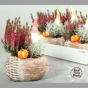 ARR TUINPLANTEN