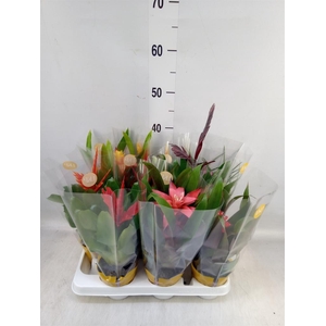 Bromelia   ...mix