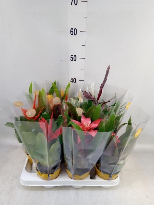 <h4>Bromelia   ...mix</h4>