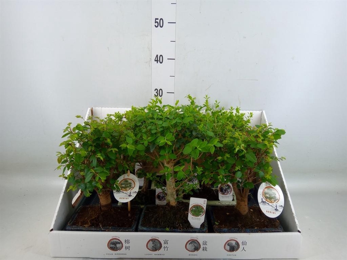 <h4>Bonsai   ...mix</h4>