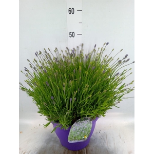 Lavandula angus. 'Essence Pure'