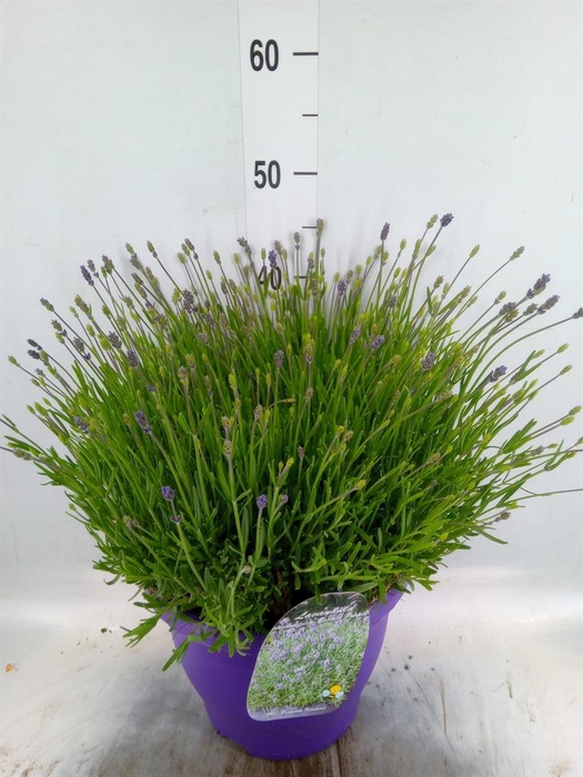 <h4>Lavandula angus. 'Essence Pure'</h4>