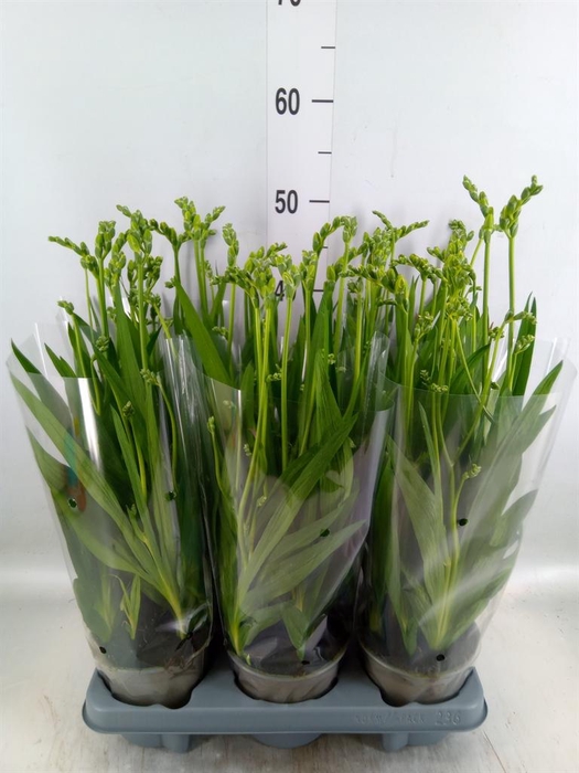 <h4>Freesia  'Ostuni'</h4>