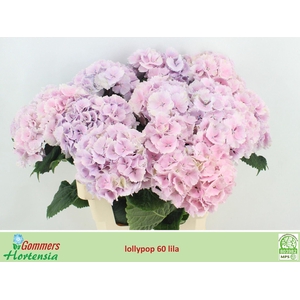 HYDRANGEA  'LOLLY POP BLUE'  CL