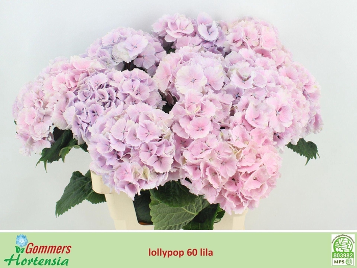 <h4>HYDRANGEA  'LOLLY POP BLUE'  CL</h4>