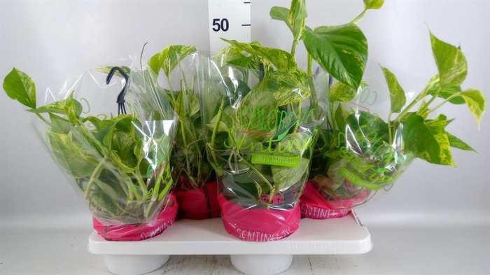 <h4>Epipremnum pinn. 'Marble Queen'  HG</h4>