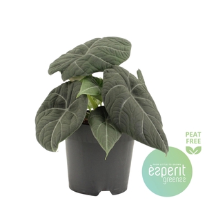 Alocasia Grey Dragon