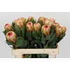 Protea Grandicolor