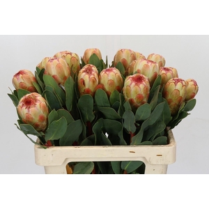 PROTEA GRANDICOLOR